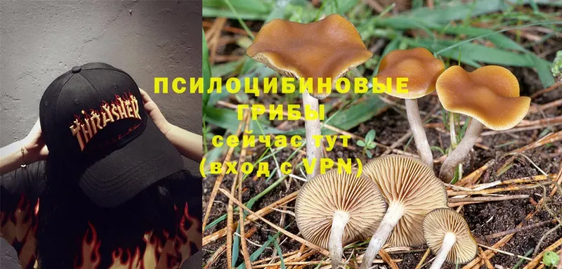 Псилоцибиновые грибы Psilocybine cubensis Демидов